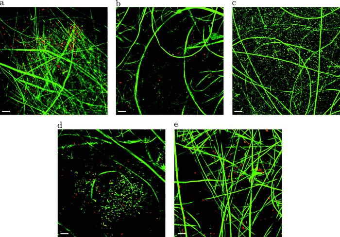 Confocal images of LIVE/DEAD stained E. coli cells